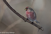 Veryl Witmer, Common Redpoll, Central Park, New York, NY