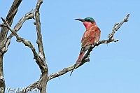 Kruger National Park, Mpumalanga, South Africa, Southern Carmine Bee-eater