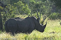 White Rhinoceros, Mpumalanga, Kruger National Park, South Africa, rhino