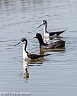 Veryl, Witmer, Black-necked Stilt and American Coot, Green Cay Wetlands, Palm Beach County, FL, March 29, 2015