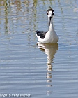 Veryl Witmer, Black-necked Stilt, Green Cay Wetlands, Palm Beach County, FL, March 29, 2015
