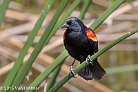 Veryl Witmer, Red-winged Blackbird, Green Cay Wetlands, Palm Beach County, FL, March 29, 2015