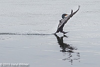 Double-crested Cormorant, The Reservoir, Central Park, NY, April 5, 2015, Veryl, Witmer