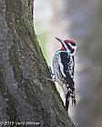 Veryl, Witmer, Yellow-bellied Sapsucker, Central Park, NY, April 6, 2015