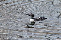 Veryl, Witmer, Common Loon, The Reservoir, Central Park, NY, April 6, 2015