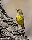 Veryl Witmer, Palm Warbler, Turtle Pond, Central Park, NY, April 12, 2015
