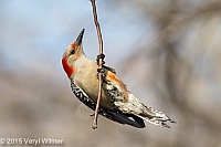Veryl Witmer, Red-bellied Woodpecker, The Ramble, Central Park, NY, April 17, 2015