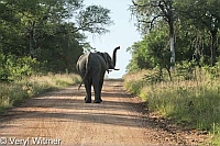 Elephant, Kruger National Park, Mpumalanga, South Africa, On Gravel Road