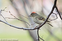 Veryl Witmer, Ruby-crowned Kinglet, Turtle Pond, Central Park, NY, April 18, 2015