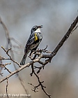 Veryl Witmer, Yellow-rumped Warbler, The Ramble, Central Park, NY, April 18, 2015