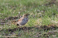 Veryl Witmer, Savannah Sparrow, Central Park, NY, April 21, 2015