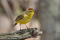 Veryl Witmer, Palm Warbler, The Ramble, Central Park, NY, April 21, 2015