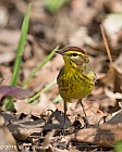 Veryl Witmer, Palm Warbler, The Ramble, Central Park, NY, April 21, 2015