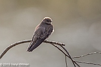 Veryl Witmer, Northern Rough-winged Swallow, The Ramble, Central Park, NY, April 21, 2015