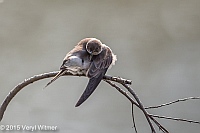 Veryl Witmer, Northern Rough-winged Swallow, The Ramble, Central Park, NY, April 21, 2015