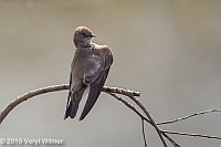 Veryl Witmer, Northern Rough-winged Swallow, The Ramble, Central Park, NY, April 21, 2015