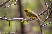 Veryl Witmer, Prairie Warbler, The Ramble, Central Park, NY, April 21, 2015