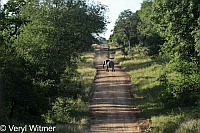 Elephant, Kruger National Park, Mpumalanga, South Africa, On Gravel Road