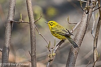 Veryl Witmer, Prairie Warbler, The Ramble, Central Park, NY, April 21, 2015