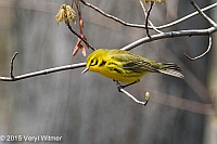 Veryl Witmer, Prairie Warbler, The Ramble, Central Park, NY, April 21, 2015