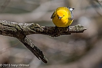 Veryl Witmer, Prothonotary Warbler, Central Park, NY, April 28, 2015
