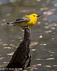Veryl Witmer, Prothonotary Warbler, Central Park, NY, April 28, 2015