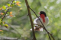 Veryl Witmer, Rose-breasted Grosbeak, Central Park, NY, April 28,2015
