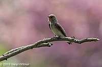 Veryl Witmer, Northern Rough-winged Swallow, The Lake, Central Park, NY, May 4, 2015