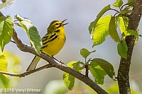 Veryl Witmer, Prairie Warbler, Central Park, NY