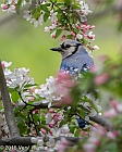 Veryl Witmer, Blue Jay, Central Park, NY