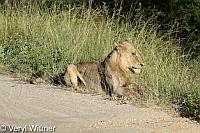 Kruger National Park, Lion, Mpumalanga, South Africa, Injured, Probably sick with TB, Thin