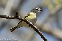 Veryl Witmer, Blue-headed Vireo, The Ramble, Central Park, NY, May 1, 2015