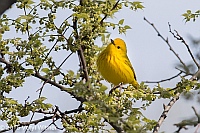 Veryl Witmer, Yellow Warbler, The Ramble, Central Park, NY, May 1, 2015