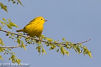 Veryl Witmer, Yellow Warbler, The Ramble, Central Park, NY, May 1, 2015