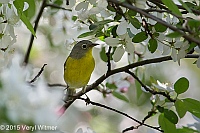 Veryl Witmer, Nashville Warbler, Central Park, NY, May 5, 2015