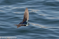 Veryl Witmer, Tree Swallow, The Reservoir, Central Park, NY, May 2, 2015