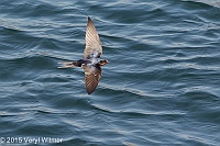 Veryl Witmer, Barn Swallow, The Reservoir, Central Park, NY, May 2, 2015