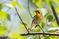 Veryl Witmer, Blackburnian Warbler, The Ramble, Central Park, NY, May 4, 2015