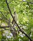 Veryl Witmer, Yellow-billed Cuckoo, The Ramble, Central Park, NY, May 12, 2015