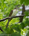 Veryl, Witmer, Black-billed Cuckoo, The Ramble, Central Park, NY, May 12, 2015