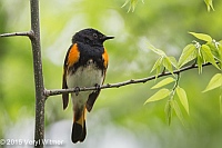Veryl, Witmer, American Redstart, The Ramble, Central Park, NY, May 13, 2015
