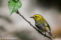 Veryl Witmer, Black-throated Green Warbler, Central Park, NY, May 14, 2015