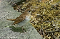 Veryl Witmer, Veery, Central Park, NY, May 14, 2015