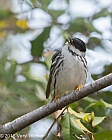 Veryl Witmer, Blackpoll Warbler, Fire Island, Suffolk County, NY, May 17, 2015