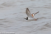 Veryl Witmer, Ruddy Turnstone, Fire Island National Seashore, Suffolk Co., NY