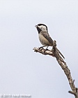 Veryl Witmer, Black-capped Chickadee, Fire Island National Seashore, Suffolk Co., NY