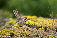 Veryl, Witmer, Song Sparrow, Fire Island National Seashore, Suffolk County, NY