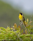 Veryl Witmer, Common Yellowthroat, Fire Island National Seashore, Suffolk County, NY, June 11, 2015