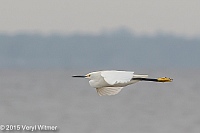 Veryl Witmer, Snowy Egret, Fire Island National Seashore, Suffolk County, NY, July 9, 2015