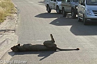 Kruger National Park, Lion, Mpumalanga, South Africa, Injured, Probably sick with TB, Thin